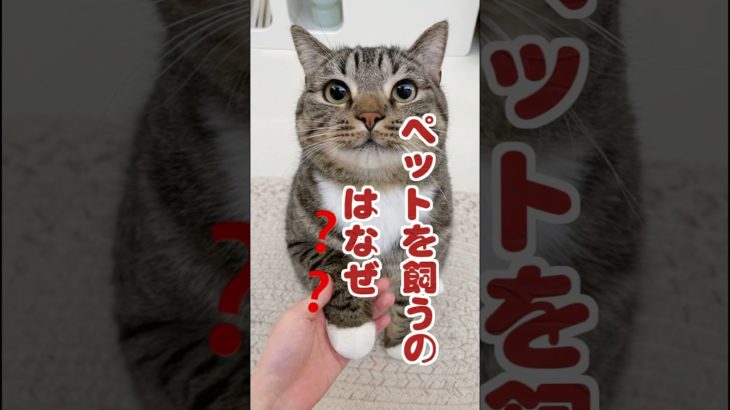 「人間はなぜペットを愛するのか？飼う動機を解明！」#ペット心理学 #ペットの健康 #ペットライフ#ペット愛好者#ペットの癒し #猫のいる暮らし #猫好きさんと繋がりたい #好きな子猫
