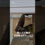 【猫のクロコ】天国と地獄 #ペット業界の闇