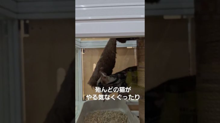 【猫のクロコ】天国と地獄 #ペット業界の闇