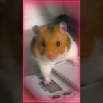 #ハムスター #ペット #ハムスターのいる生活 #かわいい