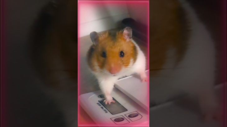 #ハムスター #ペット #ハムスターのいる生活 #かわいい