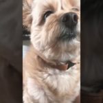 好きな角度❤️#ペット #犬 #わんこ