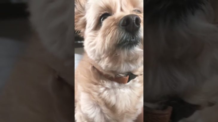 好きな角度❤️#ペット #犬 #わんこ