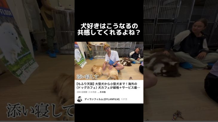 犬派と猫派のテンション差がやばい#ペット#タイ#バンコク