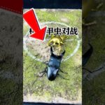 カブトムシは機械カブトムシに勝てるか？🦗🤖 #エキゾチックペット #素晴らしい動物がここに