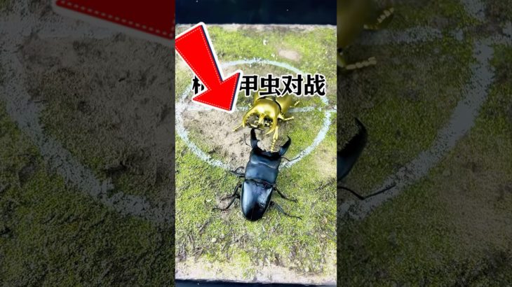 カブトムシは機械カブトムシに勝てるか？🦗🤖 #エキゾチックペット #素晴らしい動物がここに