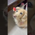 今日狂犬病の予防接種頑張ったから🍓【癒しの時間】#ペット #癒し #ミニチュアダックスフンド #ミニチュアダックスフント #カヤノキ建設  #犬のいる暮らし #犬好きな人と繋がりたい