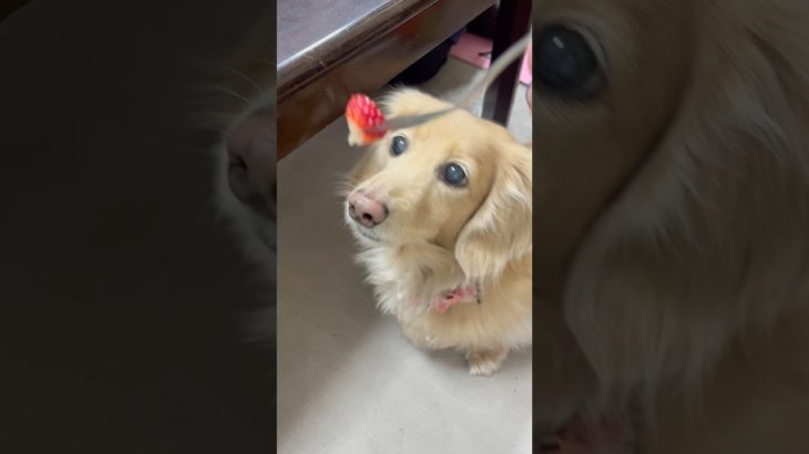 今日狂犬病の予防接種頑張ったから🍓【癒しの時間】#ペット #癒し #ミニチュアダックスフンド #ミニチュアダックスフント #カヤノキ建設  #犬のいる暮らし #犬好きな人と繋がりたい