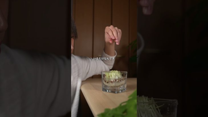 スプラウトは買わないでください#ダイエット #家庭菜園