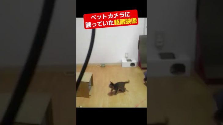 ペットカメラに映っていた秘蔵映像！子猫ムギにゃん編🎥🐈️