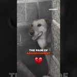 #採用 #採択 #양자 #애완동물 #ペット #寵物