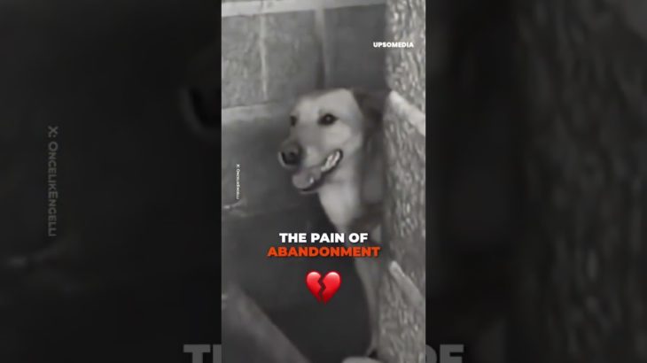 #採用 #採択 #양자 #애완동물 #ペット #寵物