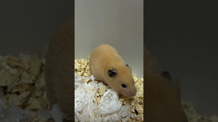 #ハムスター#ハム太郎#ハムハム#ねずみ#ネズミ#どうぶつ#動物#ペット