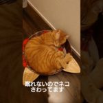 ネコをさわる。モフモフする。#子ネコ #ねこ#ペット