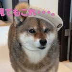 柴犬にスリーコインズでペット用帽子を買ってみたら・・・。