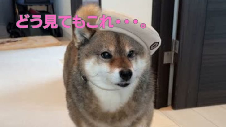 柴犬にスリーコインズでペット用帽子を買ってみたら・・・。