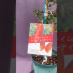 リトルビューティ