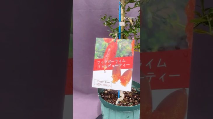 リトルビューティ