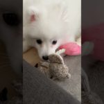 毎日ビジュいいじゃ〜ん #日本スピッツ #犬 #ペット