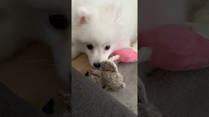 毎日ビジュいいじゃ〜ん #日本スピッツ #犬 #ペット