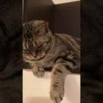 猫#青い珊瑚礁#ペット