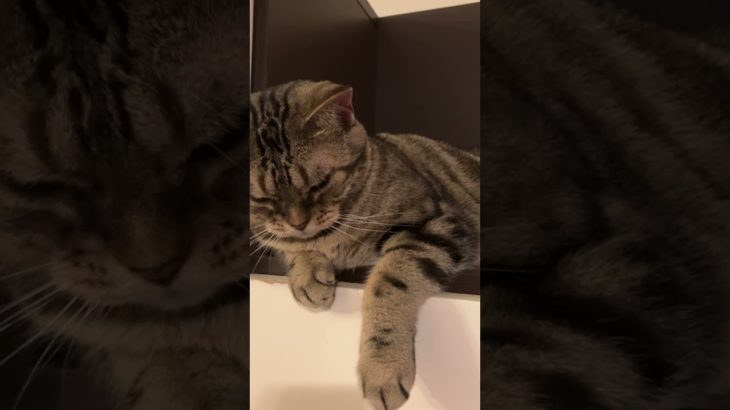 猫#青い珊瑚礁#ペット