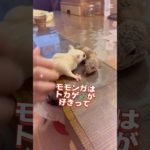 #フクロモモンガ #ヒョウモントカゲモドキ #エッホ #みんなに伝えなきゃ #かわいいペット #爬虫類