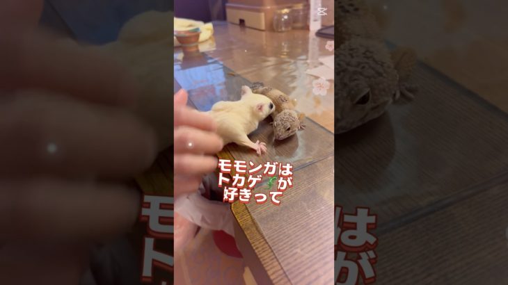 #フクロモモンガ #ヒョウモントカゲモドキ #エッホ #みんなに伝えなきゃ #かわいいペット #爬虫類