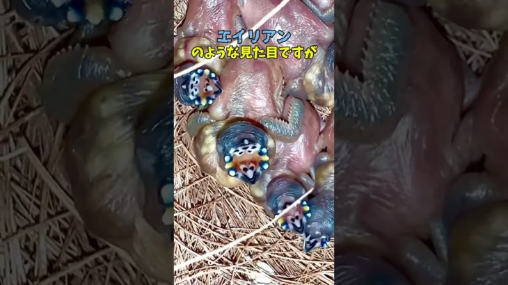 成長のギャップが激しすぎる鳥#コキンチョウ#ペット #鳥