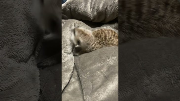 #ミーアキャット#ミーアキャット #多頭飼い #ペット#動物