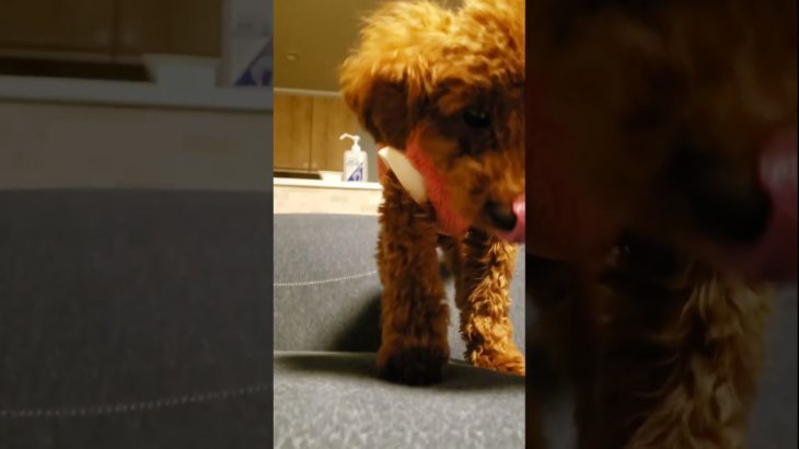 #犬#トイプードル#猫#ペット