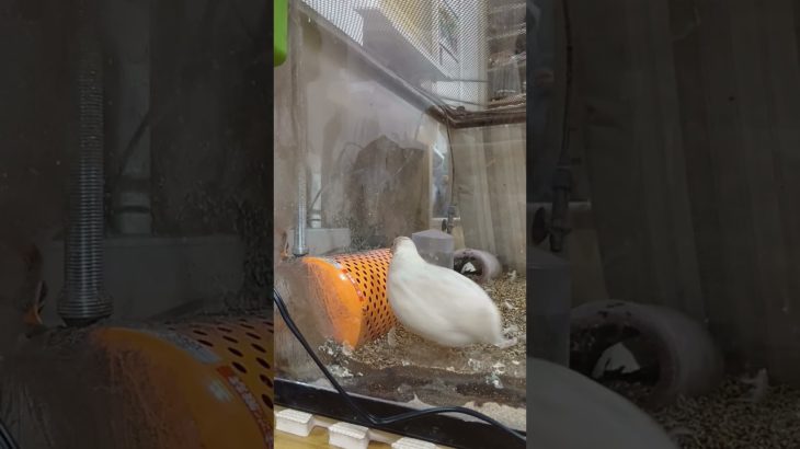 登りたいのに登れない　#ヒメウズラ#癒し#ペット#