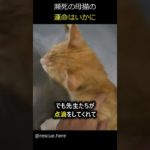 母猫の運命はいかに… #かわいい　#ペット #ねこ