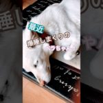 #白犬#保護犬 #ペット #犬