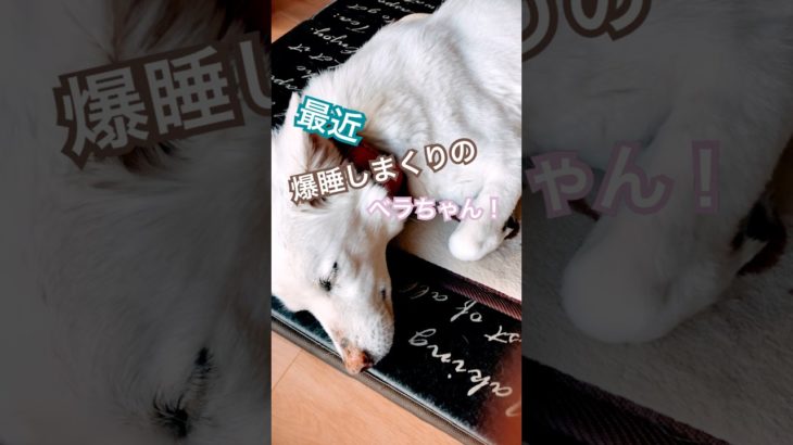 #白犬#保護犬 #ペット #犬