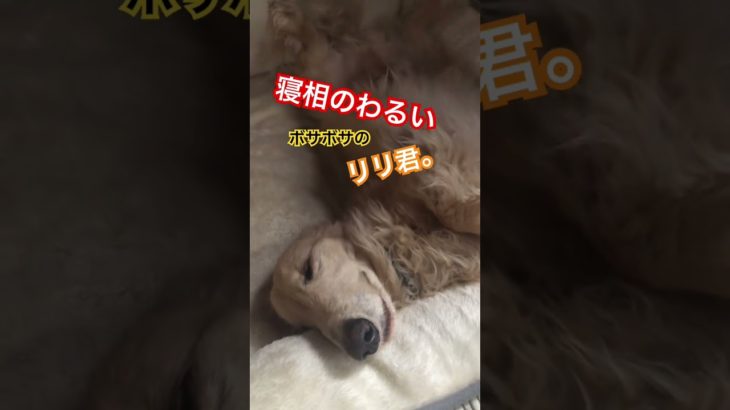 #ダックス #犬 #ペット