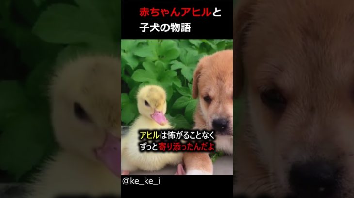 赤ちゃんアヒルと子犬の物語り　#ペット　#動物　#かわいい