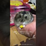 #ヒカキンボイス #ジャンガリアンハムスター #ジャンガリアン #ペット #ペットの暮らし #ハムスター #ハムスターのいる生活