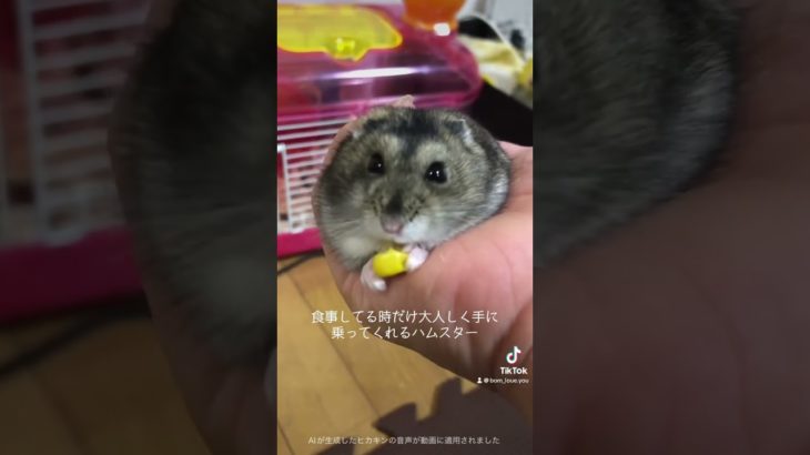 #ヒカキンボイス #ジャンガリアンハムスター #ジャンガリアン #ペット #ペットの暮らし #ハムスター #ハムスターのいる生活