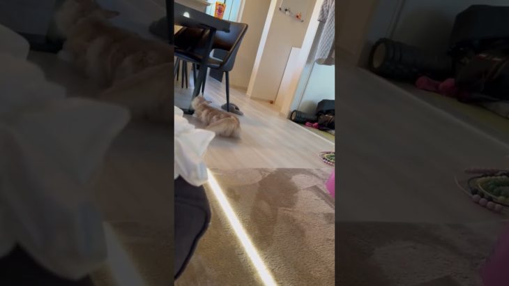 猫はいつもあなたを笑顔にする。#ペット #かわいい猫