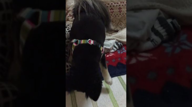 どんくさい文ちゃん #ペット #ポメとチワワのミックス #ペットとの暮らし #おうち時間