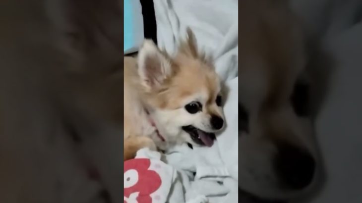 私の大事なペットのチョコちゃん亡くなりました。最初はペットショップで可愛いって思って親に頼んだらだめ言われてその次の日、ワンちゃんを￼プレゼントの時に買ってくれました。私が帰って来ると玄関のにきて来る