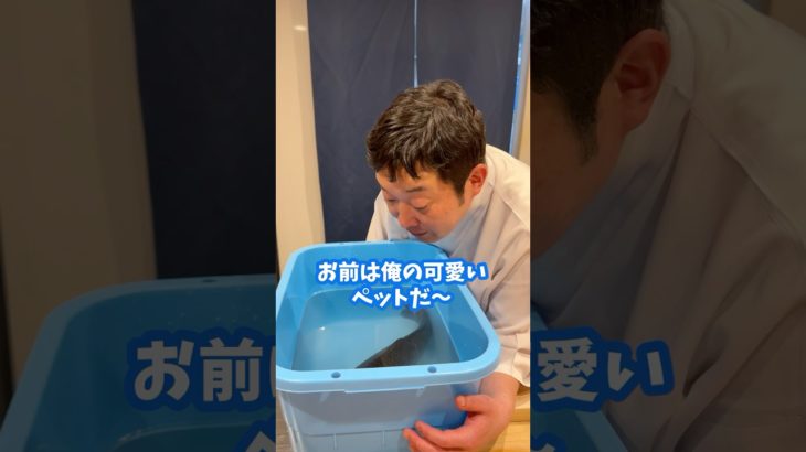 大将のペット「マツコイデラックス」