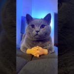 猫の愛は人生を甘くします。#ペット #かわいい猫