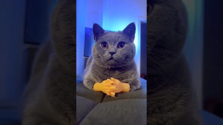 猫の愛は人生を甘くします。#ペット #かわいい猫