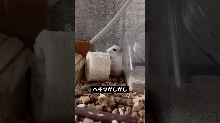 色んなおもちちゃん🐹 #ハムスター #かむかむ #かわいい #癒し #可愛い #ペット