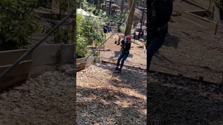 箱根　でジップライン #箱根 #フォレストアドベンチャー　#フィッシャーズと共演したい