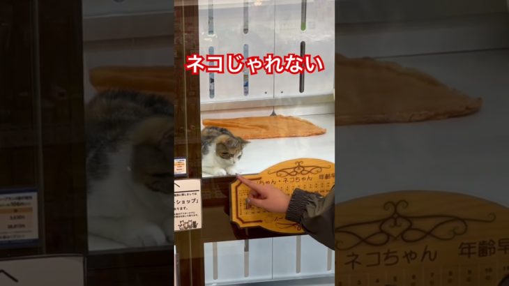 ネコじゃれない　#ペットショップ #猫 #ネコ #じゃれない #妻