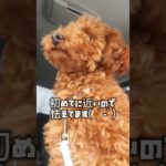 #ドライブ#トイプードル#びびる#怖い#ペット