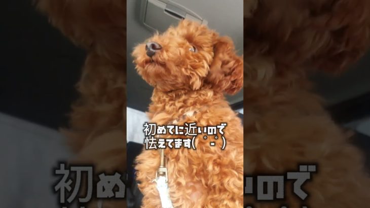 #ドライブ#トイプードル#びびる#怖い#ペット
